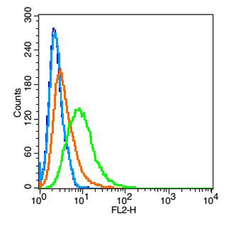 KCNH1 Rabbit Polyclonal Antibody