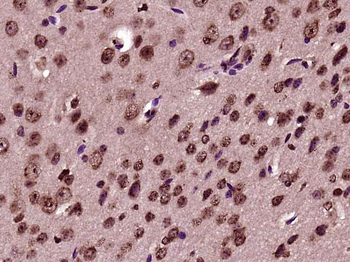 Pro-neuregulin-1, membrane-bound isoform Rabbit Polyclonal Antibody