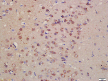 Pro-neuregulin-1, membrane-bound isoform Rabbit Polyclonal Antibody