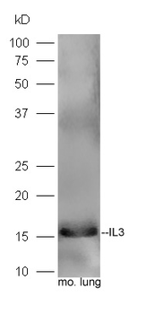 IL-3 Rabbit Polyclonal Antibody