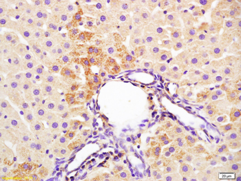 IL-3 Rabbit Polyclonal Antibody