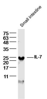IL-7 Rabbit Polyclonal Antibody