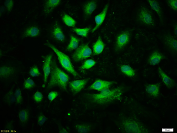 Phospho-JAK2 (Tyr1007+Tyr1008) Rabbit Polyclonal Antibody