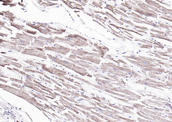 Fbx32 Rabbit Polyclonal Antibody