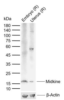 Midkine Rabbit Polyclonal Antibody