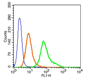 HOPX/LAGY Rabbit Polyclonal Antibody