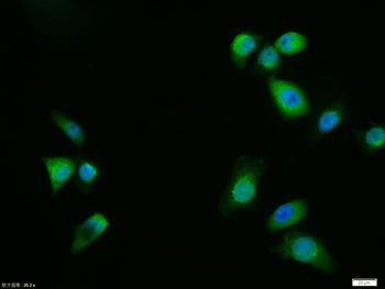 MTOR Rabbit Polyclonal Antibody