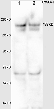 MDC1 Rabbit Polyclonal Antibody