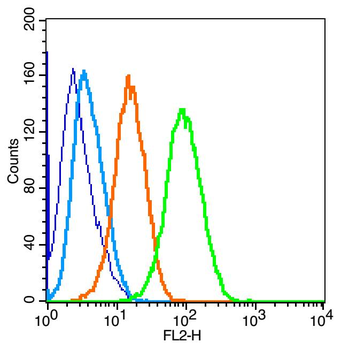 PERK Rabbit Polyclonal Antibody