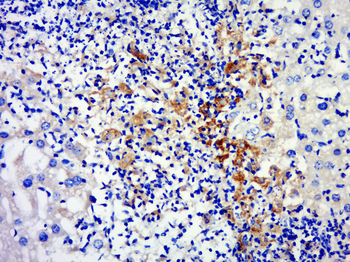 TNFSF14 Rabbit Polyclonal Antibody
