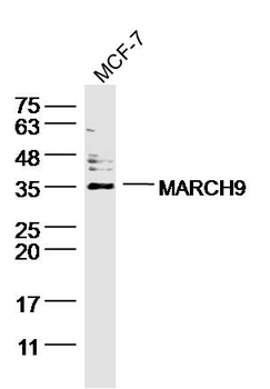 MARCH9 Rabbit Polyclonal Antibody