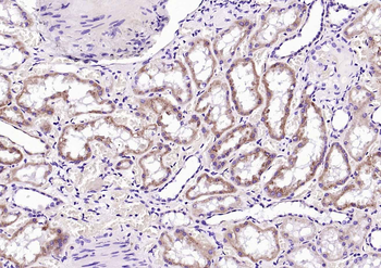 Lysozyme Recombinant Rabbit Monoclonal Antibody
