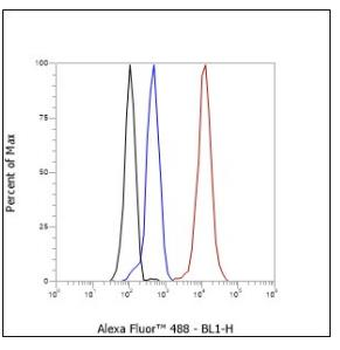 MMP3 Recombinant Rabbit Monoclonal Antibody