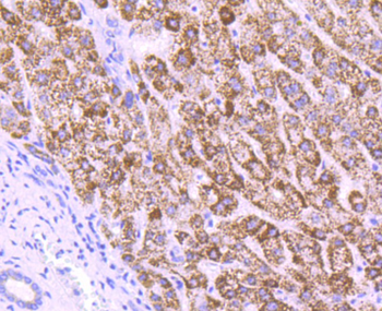 MMP3 Recombinant Rabbit Monoclonal Antibody