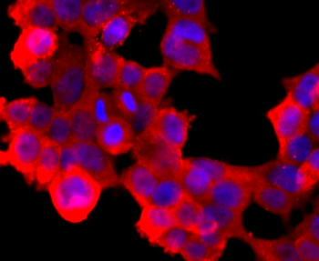 ABCG2 Recombinant Rabbit Monoclonal Antibody