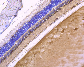 PAX6 Recombinant Rabbit Monoclonal Antibody