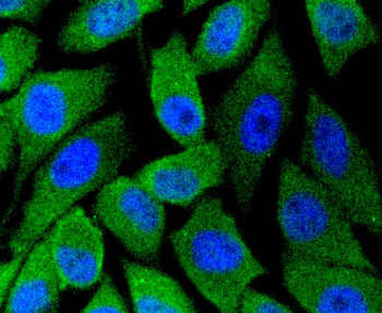 NNOS Recombinant Rabbit Monoclonal Antibody