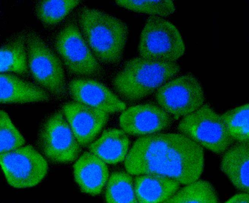 Hsp90 alpha Recombinant Rabbit Monoclonal Antibody