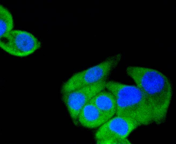 Hsp90 alpha Recombinant Rabbit Monoclonal Antibody