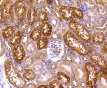 Hsp90 alpha Recombinant Rabbit Monoclonal Antibody