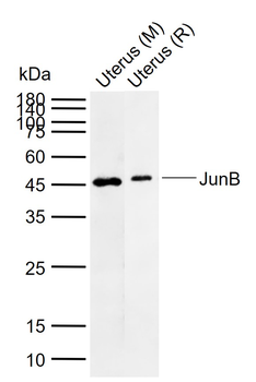 JunB Rabbit Polyclonal Antibody
