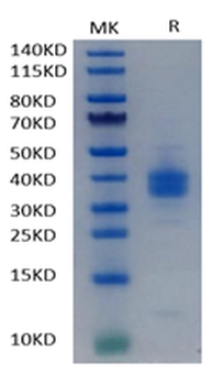 Recombinant human PD-L1 protein, C-His (HEK293)