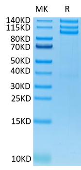 Recombinant human Integrin Alpha V Beta 3 (ITGAV & ITGB3) protein, C-His-Avi (HEK293)