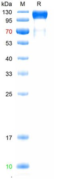 Recombinant mouse VEGFR3 protein, C-His (HEK293)