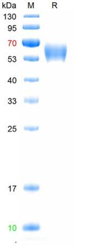 Recombinant human AMH protein, C-His (HEK293)
