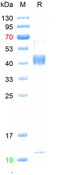 Recombinant human TGF Beta 1 protein, N-His (HEK293)