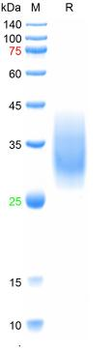 Recombinant human PD-1 protein, C-His (HEK293)