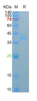 Recombinant human Azurocidin, His (HEK293)