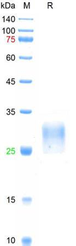 Recombinant human PLGF-2 protein, His (HEK293)