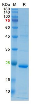 Recombinant mouse IL-4R protein, His