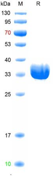 Recombinant mouse FCGR1A (CD64) protein, N-His