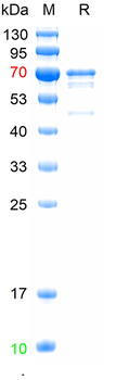 Recombinant human MAPT/Tau protein, N-His