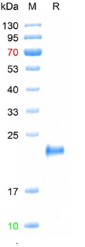 Recombinant human TIMP-2 protein, His