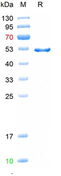 Recombinant human MAPT/Tau protein, DsbC & His