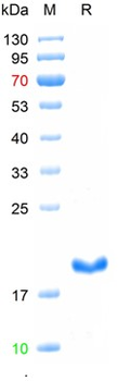 Recombinant mouse CD8 protein, N-His