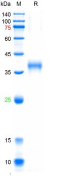 Recombinant human EMR1 protein, N-His