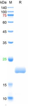 Recombinant human IL-6 protein, C-His