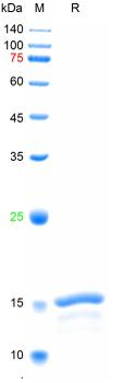 Recombinant human bFGF protein, His