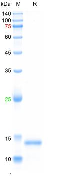 Recombinant human BDNF protein, His