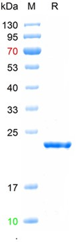 Recombinant HBcAg protein, Tag free