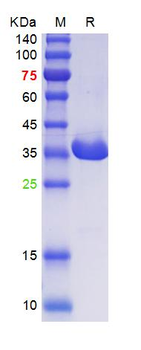 Recombinant human PCNA protein, C-His