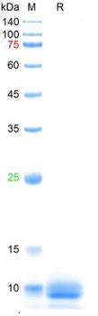 Recombinant human S100B protein, N-His