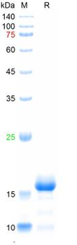 Recombinant human G-CSF protein, C-His