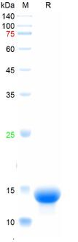 Recombinant human ICAM1 / CD54 protein, C-His