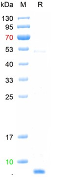 Recombinant human Insulin