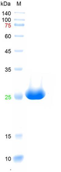 Recombinant human CRP protein, C-His
